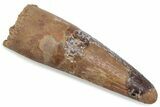 Fossil Spinosaurus Tooth - Real Dinosaur Tooth #376575-1